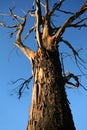 Old gnarled tree Royalty Free Stock Photo
