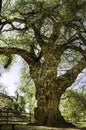 Old gnarled tree Royalty Free Stock Photo