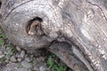 Old Gnarled Tree Greying With Age