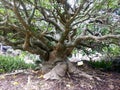 Old and Gnarled Tree With Many Limbs and a Large Trunk Royalty Free Stock Photo