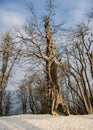 Old gnarled tree stands on meadow covered with snow and defies wind and weather. Royalty Free Stock Photo