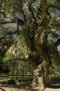 Old gnarled tree Royalty Free Stock Photo