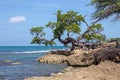 Old gnarled tree on Treasure Beach, jamaica Royalty Free Stock Photo