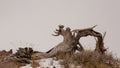 An old gnarled tree trunk sits on a hilltop surrounded by winter brown grass and patches of snow while low clouds fill the sky