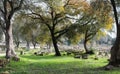 Old gnarled trees frame the ruins of ancient Olympia with pillars and blocks arranged in moss covered rows with paths for tourists Royalty Free Stock Photo