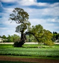 Old gnarled tree against cloudy sky