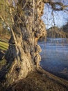 Old Gnarled Willow Tree by a Pond