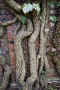 Old gnarly Ivy Vine creeping up an ancient and weathered Cemetery brick wall in Berlin. Thick dry branches Royalty Free Stock Photo