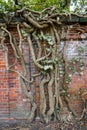 Old gnarly Ivy Vine creeping up an ancient and weathered Cemetery brick wall in Berlin. Thick dry branches Royalty Free Stock Photo