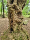 Old gnarly tree in the park with a rock Royalty Free Stock Photo