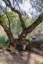 Gnarly old tree in a park Royalty Free Stock Photo