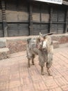 Old goat on a brick road