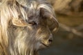 Old goat with white long curled hair and orange eyes and horn Royalty Free Stock Photo