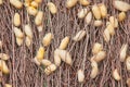 Old gold silkworm net cocoons group hanging on dried branch of tree background