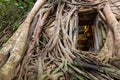 Old golden buddha statue in church,ancient temple of Wat Bang Kung,outside is covered with large tree roots,banyan tree,travel in