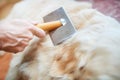 Woman combs old Golden Retriever dog with a metal grooming comb Royalty Free Stock Photo