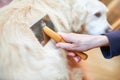 Woman combs old Golden Retriever dog with a metal grooming comb Royalty Free Stock Photo