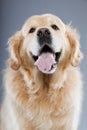 Old golden retriever dog isolated. Royalty Free Stock Photo