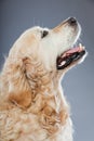 Old golden retriever dog isolated. Royalty Free Stock Photo