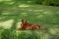 Old Golden Retriever Dog rest in grass field Royalty Free Stock Photo
