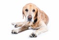 Old golden retriever dog watching in white studio. Royalty Free Stock Photo