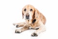 Old golden retriever dog in white studio. Royalty Free Stock Photo