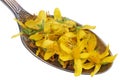 On the old golden spoon there is a dose of natural medicinal product - small yellow St. John`s wort plant flowers isolated macr