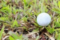 Golf ball on green for play Royalty Free Stock Photo