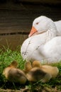 Old goose watching three cute goslings