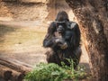 Old gorilla sitting in front of a green branch in a zoo Royalty Free Stock Photo