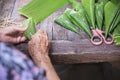 Old grandmother hands working with banana leaf for making flowers container