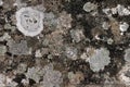 Old granite with lichens Royalty Free Stock Photo