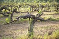 Old grape vine Royalty Free Stock Photo