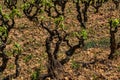 Grape vine steam. Landscape with vineyards Royalty Free Stock Photo