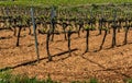 Grape vine steam. Landscape with vineyards. Garraf, province Barcelona, Catalonia Royalty Free Stock Photo