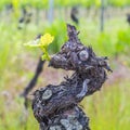 Old grape vine Royalty Free Stock Photo