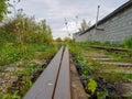 Old grass-covered and bushes railway tracks in the summer. Royalty Free Stock Photo