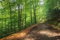 Old gravel road through beech forest Royalty Free Stock Photo