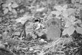 old gravestone in the cemetery Royalty Free Stock Photo
