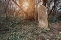 An old gravestone in a very old abandoned cemetery.