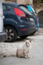 Old gray cat walking alone among cars on streets in Syracuse, top view. Domestic animal