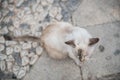 Old gray cat walking on street in Syracuse, top view. Domestic animal