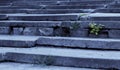 Old gray concrete granite staircase and plants growing from it