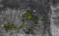 Gray concrete wall with green moss growing in cracks background and wallpaper texture Royalty Free Stock Photo