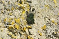 Old gray concrete wall with yellow and dark green moss, grunge texture Royalty Free Stock Photo