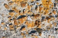 Old gray concrete wall with yellow moss glass stone, grunge texture