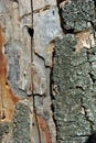 Old gray cracked tree trunk with bark background texture, close up Royalty Free Stock Photo