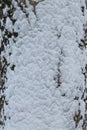 Old gray cracked wood bark texture snow covered. Tree trunk Royalty Free Stock Photo