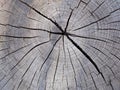 old gray cracked wood saw cut texture closeup for natural background Royalty Free Stock Photo