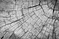 Old gray cracked wood surface.